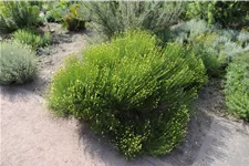 Santolina rosmarinifolia