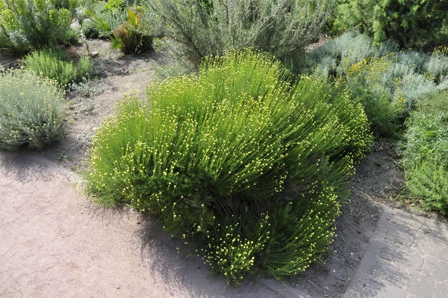 Santolina rosmarinifolia