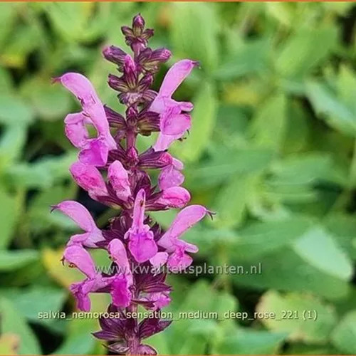 Salvia nemorosa 'Sensation Medium Deep Rose'