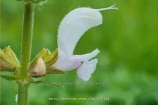Salvia nemorosa 'Snow Kiss'