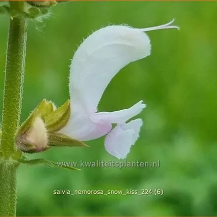 Salvia nemorosa 'Snow Kiss'