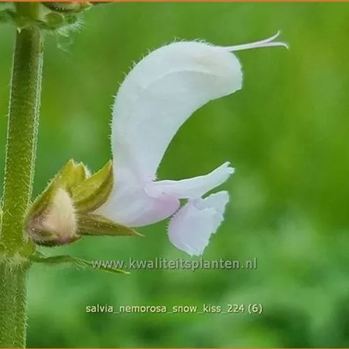 Salvia nemorosa 'Snow Kiss'