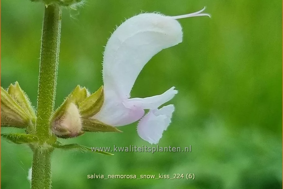 Salvia nemorosa 'Snow Kiss'