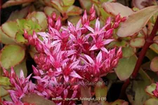 Sedum spurium 'Fuldaglut'