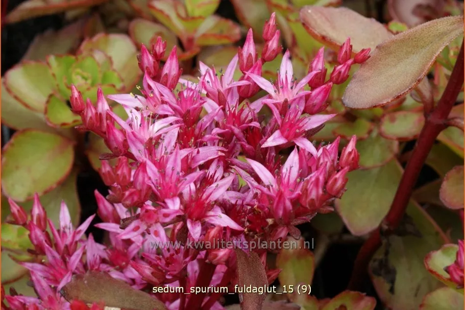 Sedum spurium 'Fuldaglut'