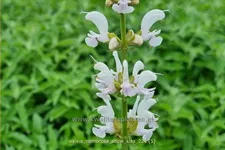 Salvia nemorosa 'Snow Kiss'