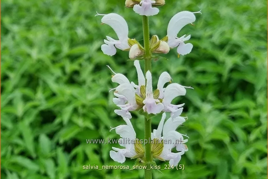 Salvia nemorosa 'Snow Kiss'