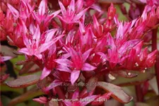 Sedum spurium 'Fuldaglut'