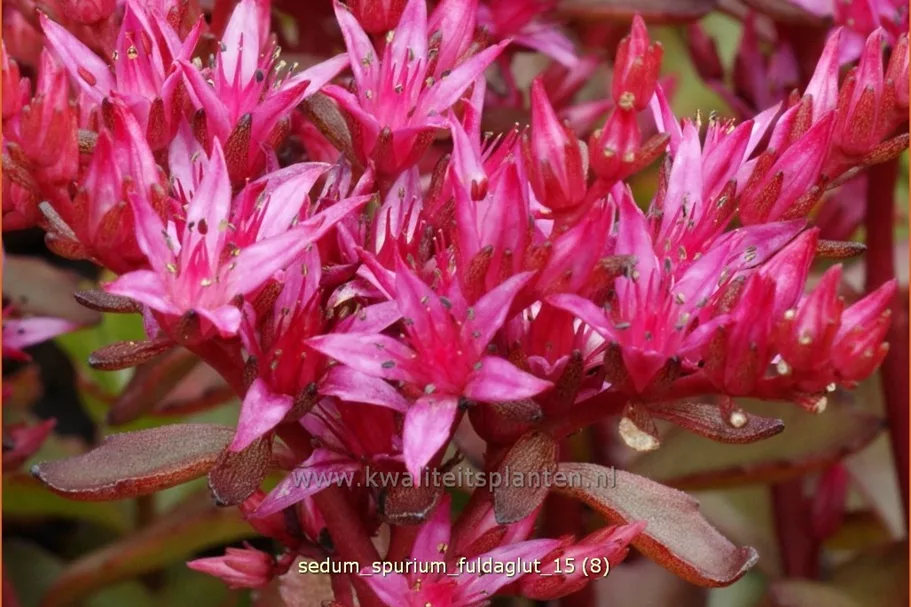 Sedum spurium 'Fuldaglut'