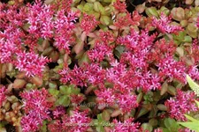 Sedum spurium 'Fuldaglut'