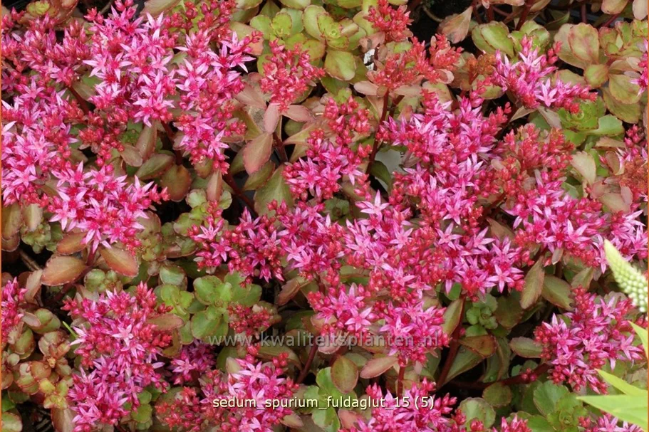 Sedum spurium 'Fuldaglut'
