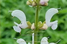 Salvia nemorosa 'Snow Kiss'