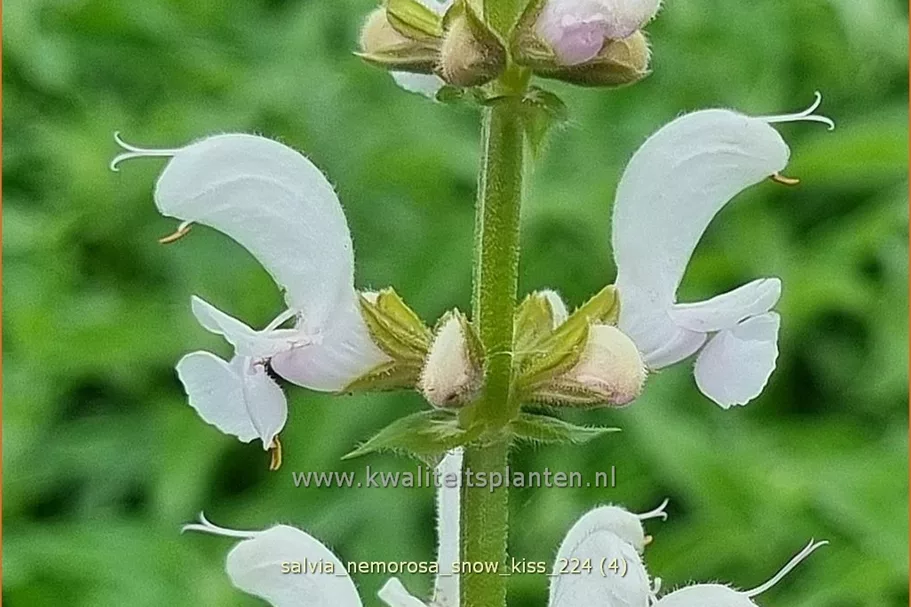 Salvia nemorosa 'Snow Kiss'