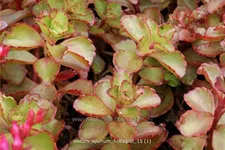 Sedum spurium 'Fuldaglut'