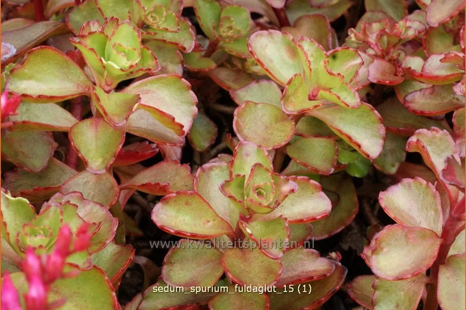 Sedum spurium 'Fuldaglut'