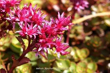 Sedum spurium 'Fuldaglut'