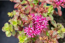 Sedum spurium 'Fuldaglut'