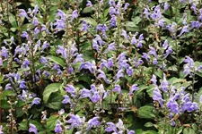 Scutellaria incana