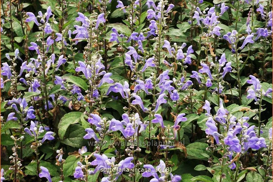 Scutellaria incana