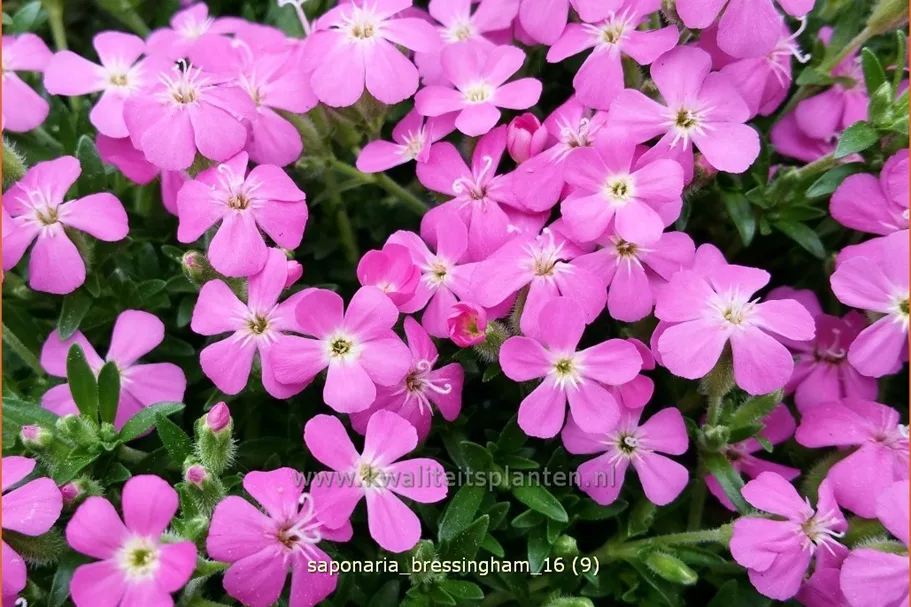 Saponaria x olivana 'Bressingham'