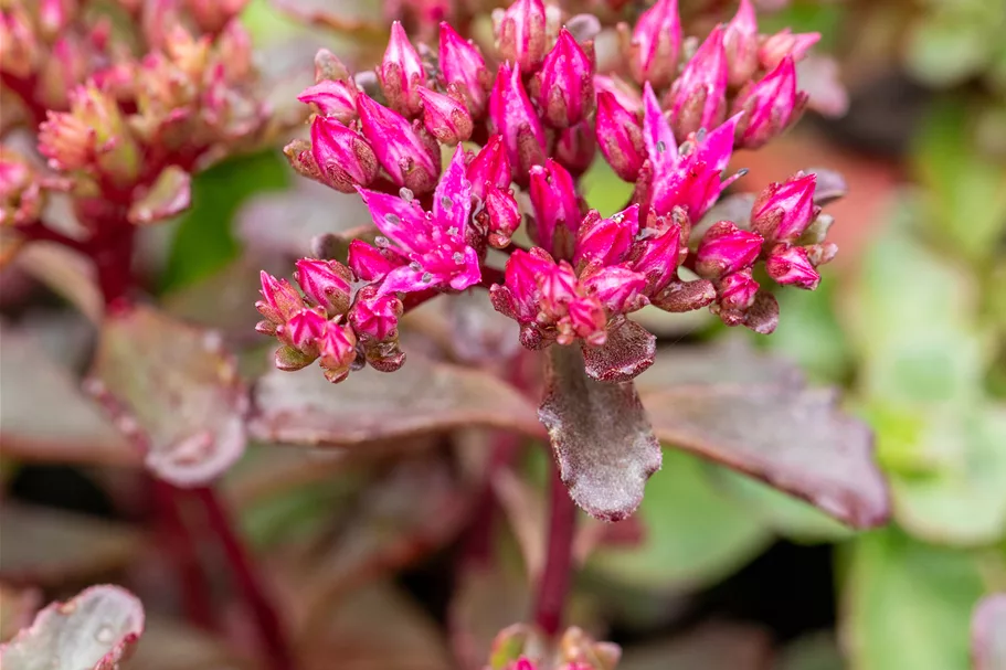 Sedum spurium 'Fuldaglut'