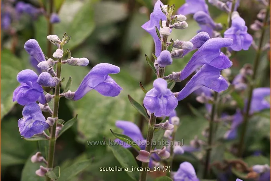 Scutellaria incana