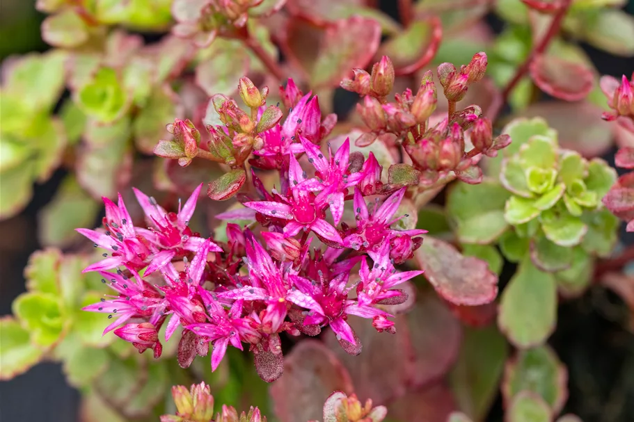 Sedum spurium 'Fuldaglut'