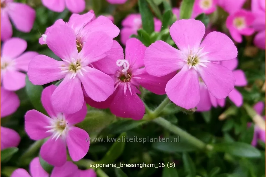 Saponaria x olivana 'Bressingham'