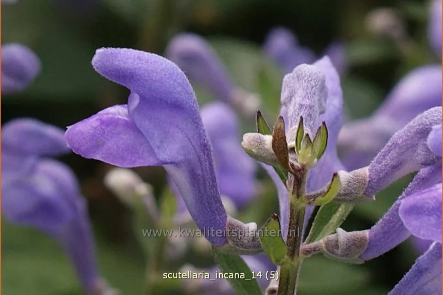 Scutellaria incana