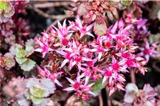 Sedum spurium 'Fuldaglut'