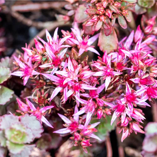 Sedum spurium 'Fuldaglut'