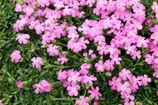 Saponaria x olivana 'Bressingham'