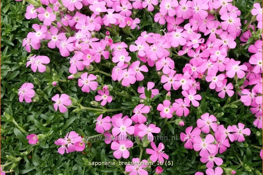 Saponaria x olivana 'Bressingham'