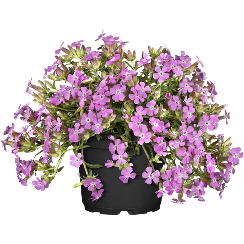 Saponaria x olivana 'Bressingham'