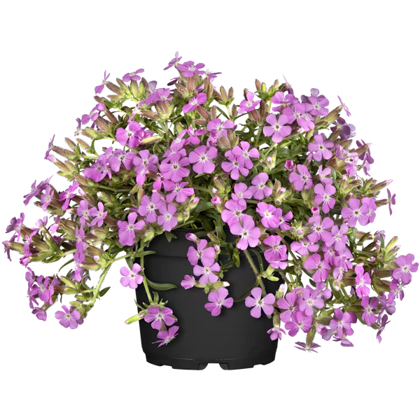 Saponaria x olivana 'Bressingham'