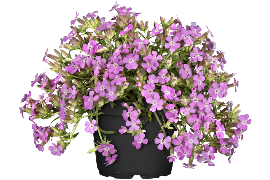 Saponaria x olivana 'Bressingham'