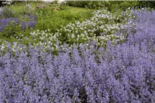 Salvia nemorosa 'Tänzerin'