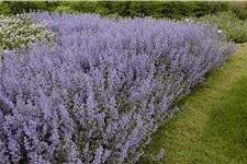 Salvia nemorosa 'Tänzerin'