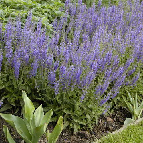 Salvia nemorosa 'Tänzerin'