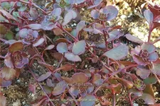 Sedum spurium 'Purple Winter'