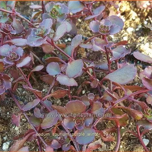 Sedum spurium 'Purple Winter'