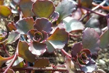 Sedum spurium 'Purple Winter'