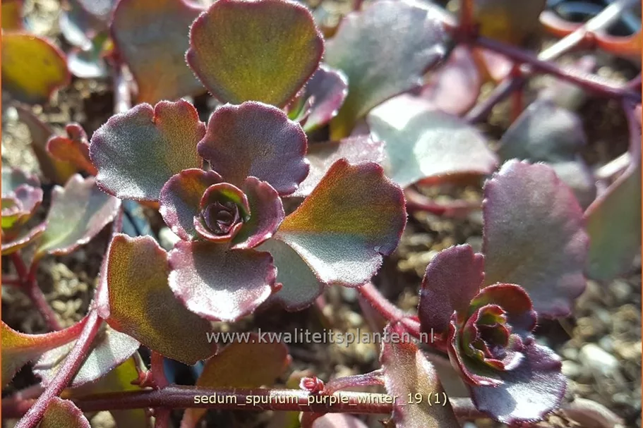 Sedum spurium 'Purple Winter'