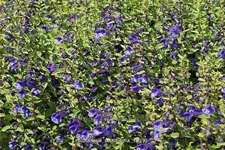 Scutellaria scordiifolia