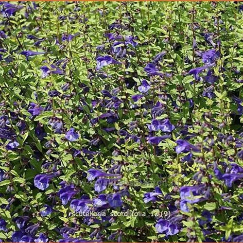 Scutellaria scordiifolia
