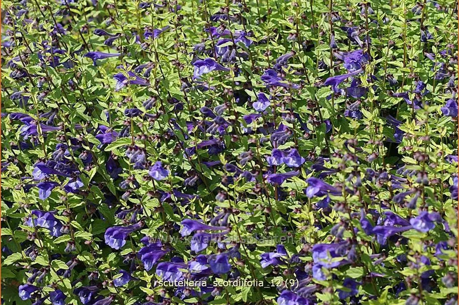 Scutellaria scordiifolia
