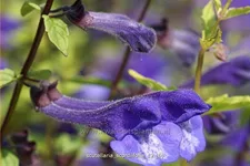 Scutellaria scordiifolia
