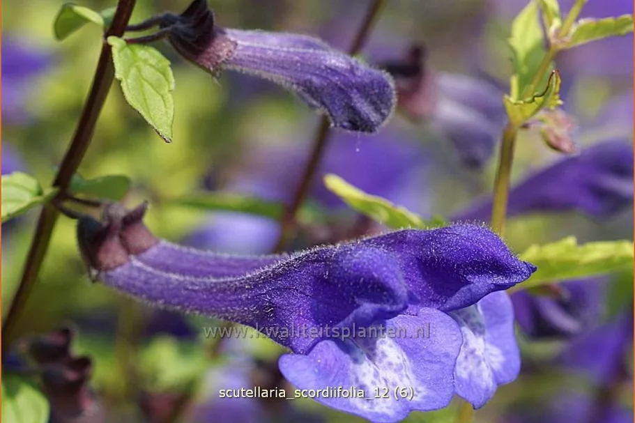 Scutellaria scordiifolia