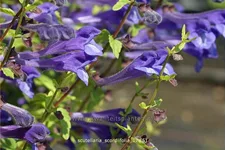 Scutellaria scordiifolia