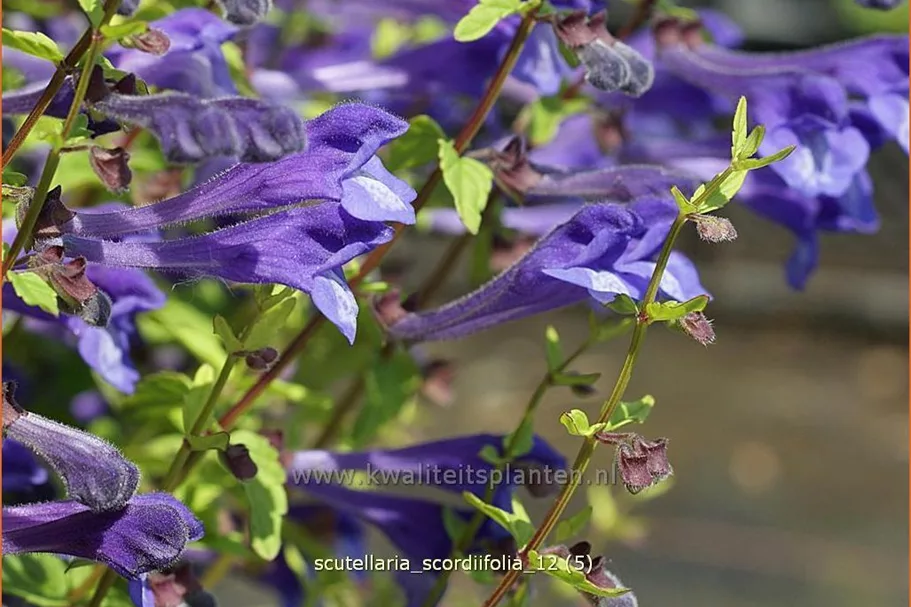Scutellaria scordiifolia